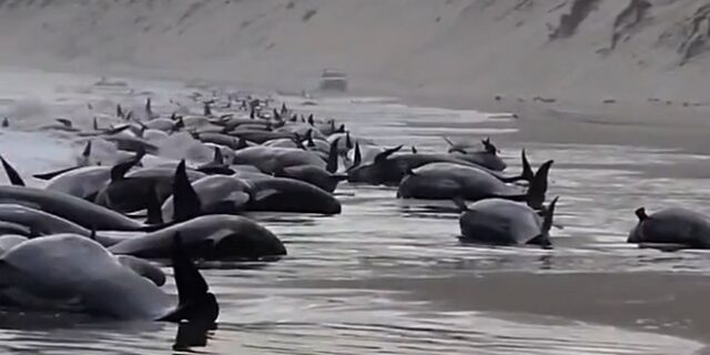 Δεκάδες φάλαινες ξεβράστηκαν και ψυχορραγούν σε ακτή της Τασμανίας