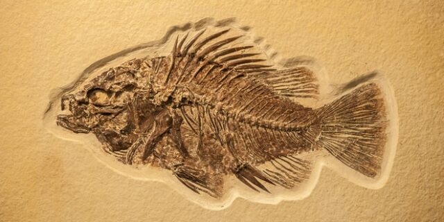 Βρέθηκε σε απολιθωμένο ψάρι η αρχαιότερη καρδιά στη Γη, ηλικίας 380 εκατομμυρίων ετών