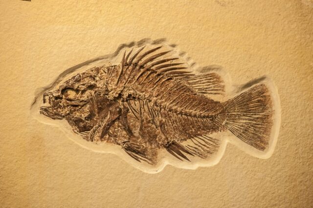 Βρέθηκε σε απολιθωμένο ψάρι η αρχαιότερη καρδιά στη Γη, ηλικίας 380 εκατομμυρίων ετών
