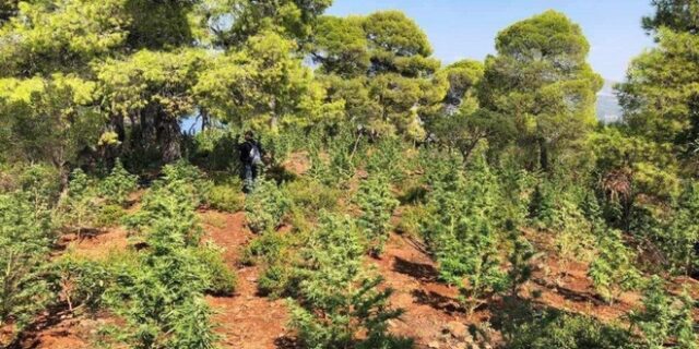 Χιλιάδες δενδρύλλια κάνναβης εντοπίστηκαν σε χασισοφυτεία στον Όλυμπο