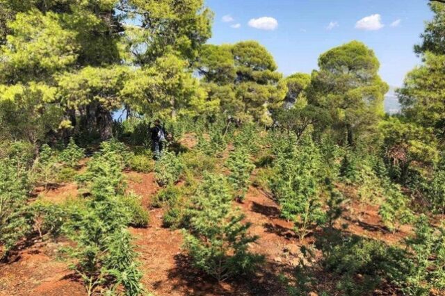 Χιλιάδες δενδρύλλια κάνναβης εντοπίστηκαν σε χασισοφυτεία στον Όλυμπο