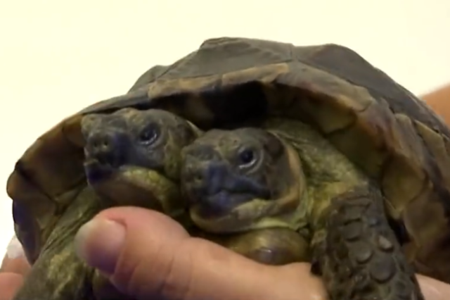 Ιανός: Η δικέφαλη χελώνα από την Ελλάδα έγινε 25 χρονών