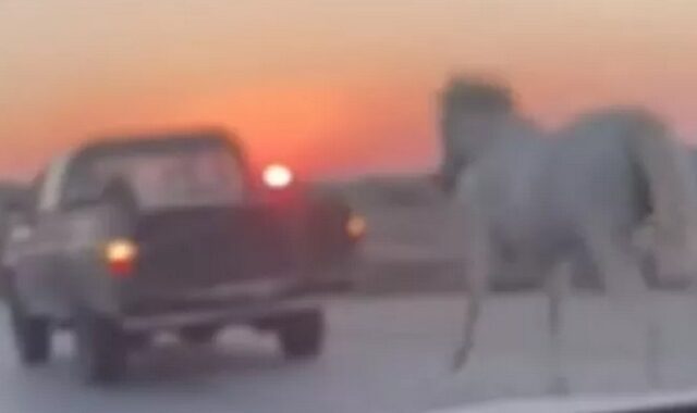 Μύκονος: Έδεσαν άλογο με σχοινί και το έσερναν με αγροτικό