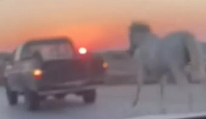 Μύκονος: Έδεσαν άλογο με σχοινί και το έσερναν με αγροτικό