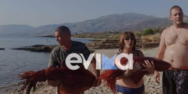 Εύβοια: Ψαράδες έπιασαν τεράστια καλαμάρια 15 κιλών στην Κάρυστο