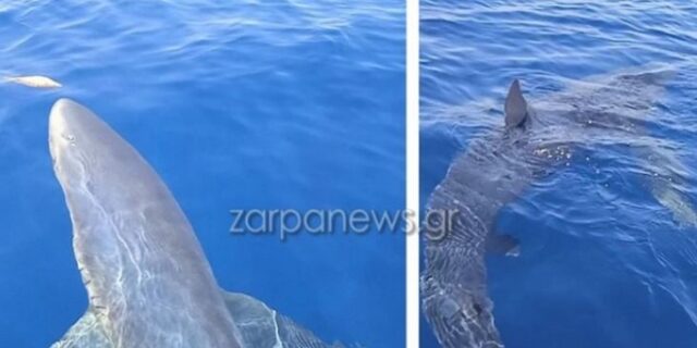 Κύθηρα: Τρίμετρος γαλάζιος καρχαρίας έκανε βόλτες γύρω από αλιευτικό – Άφωνοι οι ψαράδες