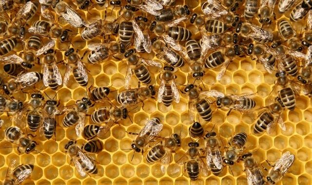 ΗΠΑ: Σε κώμα 20χρονος – Τσιμπήθηκε 20.000 φορές από μέλισσες, κατάπιε 30