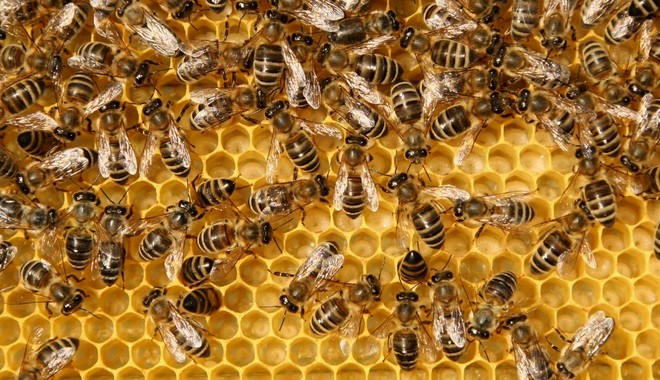 ΗΠΑ: Σε κώμα 20χρονος – Τσιμπήθηκε 20.000 φορές από μέλισσες, κατάπιε 30