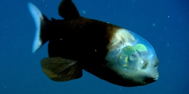 Σπάνιο ψάρι με διάφανο κεφάλι βρέθηκε στα βάθη των ωκεανών