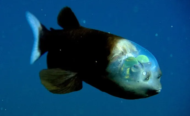 Σπάνιο ψάρι με διάφανο κεφάλι βρέθηκε στα βάθη των ωκεανών