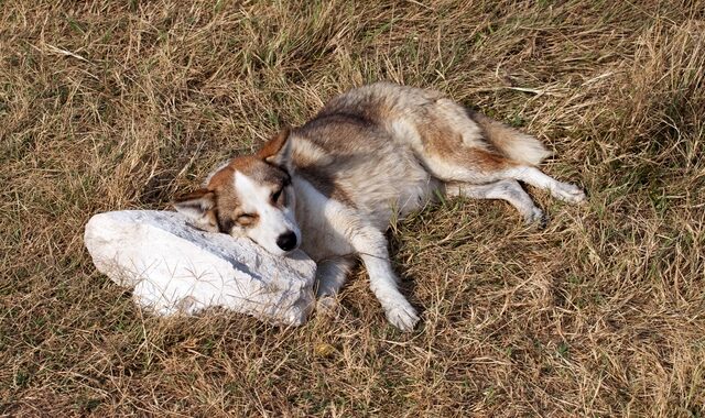 Κτηνωδία στην Εύβοια: Δηλητηρίασαν και σκότωσαν 10 αδέσποτα σκυλιά
