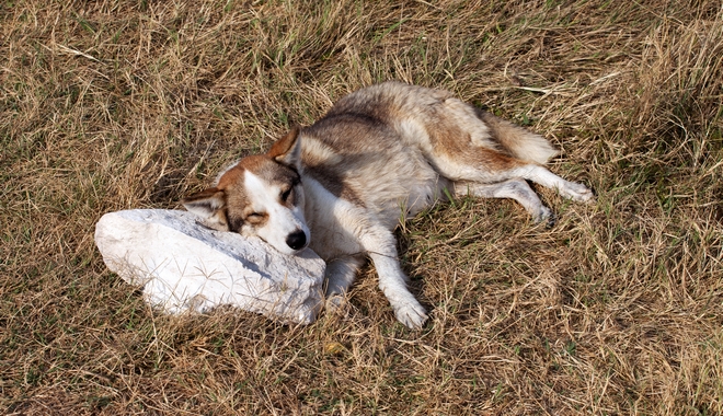 Κτηνωδία στην Εύβοια: Δηλητηρίασαν και σκότωσαν 10 αδέσποτα σκυλιά
