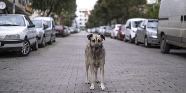 Κατερίνη: Στο νοσοκομείο 85χρονη μετά από επίθεση σκύλων