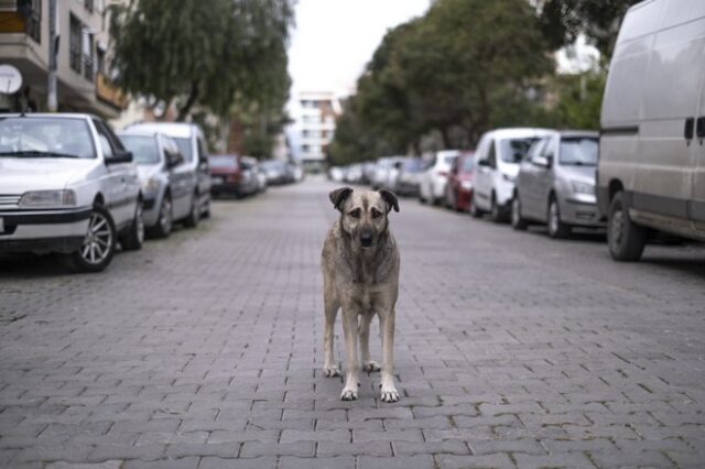 Κατερίνη: Στο νοσοκομείο 85χρονη μετά από επίθεση σκύλων