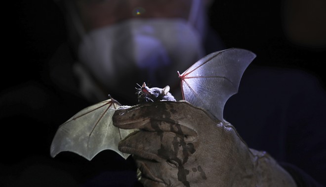 Η νέα ρωσική απειλή είναι ιός νυχτερίδας που θα μπορούσε να προκαλέσει πανδημία