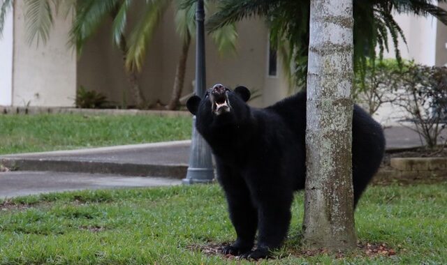 ΗΠΑ: Γυναίκα γλίτωσε από αρκούδα ρίχνοντάς της μπουνιά στη μύτη