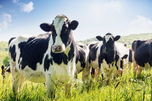 Νέα Ζηλανδία: Ειδική εισφορά από αγρότες για εκπομπές αερίων απο τα ζώα τους
