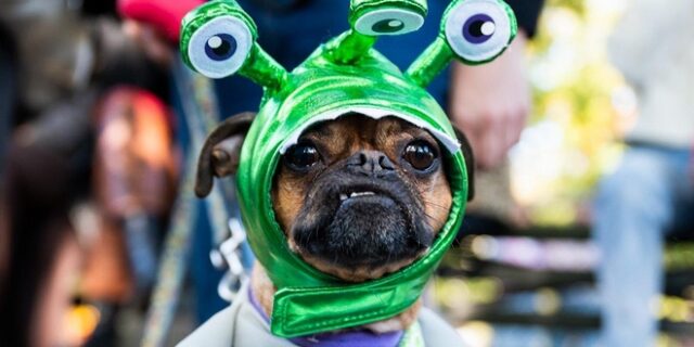 Halloween: Σκύλοι ντυμένοι γάτες, εξωγήινοι και αράχνες για το dog parade στη Νέα Υόρκη