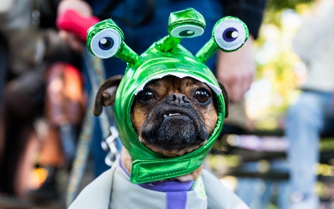 Halloween: Σκύλοι ντυμένοι γάτες, εξωγήινοι και αράχνες για το dog parade στη Νέα Υόρκη