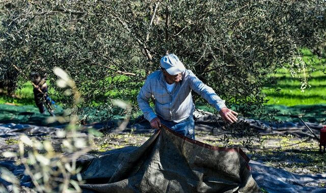 Ρύθμιση για τους εργάτες γης ενόψει ελαιοκομιδής