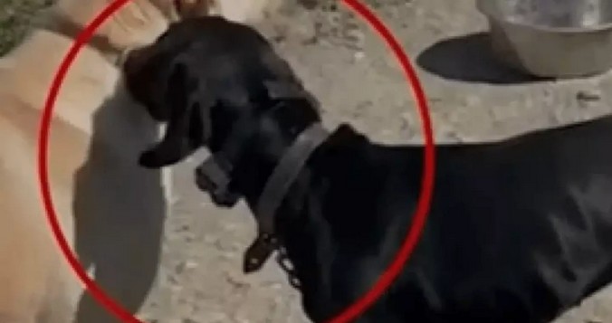 Κρήτη: Πρόστιμο 15.600 ευρώ για την κακομεταχείριση σκύλου με ηλεκτροφόρο κολάρο – Σοκάρει το βίντεο