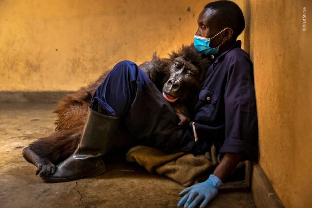 Wildlife Photographer of the Year: Εντυπωσιακές εικόνες από τα βραβεία του 2022