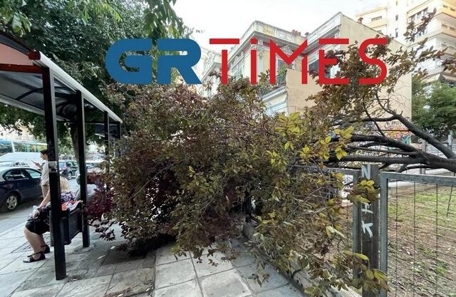 Θεσσαλονίκη: Προβλήματα λόγω των ισχυρών ανέμων – Έπεσαν δέντρα