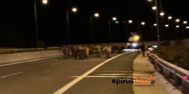 Μέτσοβο: Εκτροπή νταλίκας που μετέφερε αγελάδες – Κλειστή η Εγνατία οδός