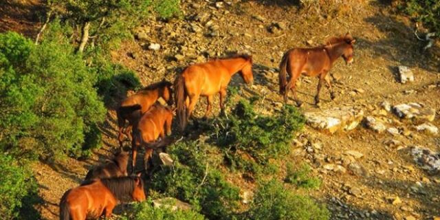 Αιτωλοακαρνανία: Άγνωστοι πυροβόλησαν και σκότωσαν τρία άγρια άλογα – Σκληρές εικόνες