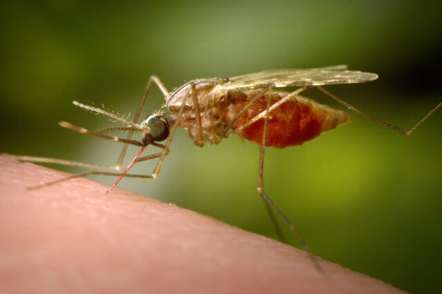 Μύθος ότι τα κουνούπια προτιμούν τους γλυκοαίματους