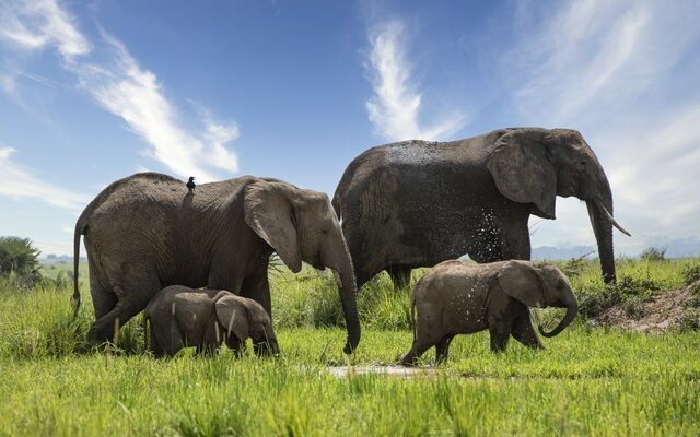 Κένυα: Πάνω από διακόσιοι ελέφαντες νεκροί λόγω ξηρασίας