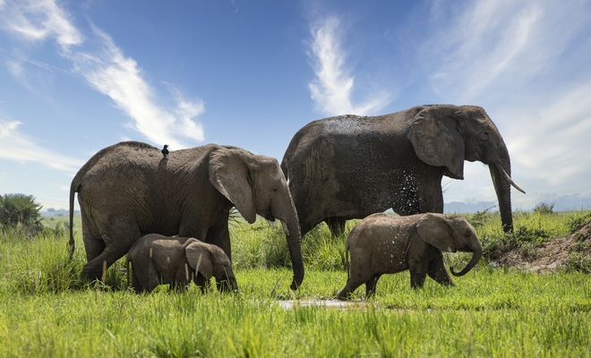 Κένυα: Πάνω από διακόσιοι ελέφαντες νεκροί λόγω ξηρασίας