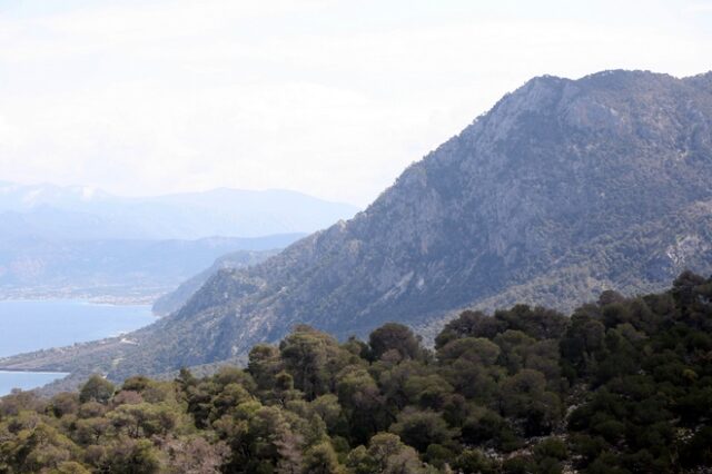 Πραγματοποιήθηκε η πρώτη πιλοτική αναδάσωση στην Ελλάδα