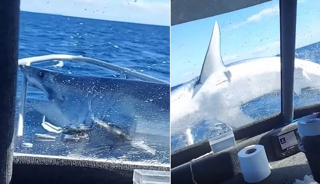 Τρομακτικό βίντεο: Καρχαρίας “προσγειώθηκε” σε πλώρη σκάφους