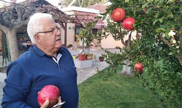 Λάρισα: Ρόδι 2,5 κιλά – Το “θαυματουργό” δέντρο στον κήπο ενός συνταξιούχου