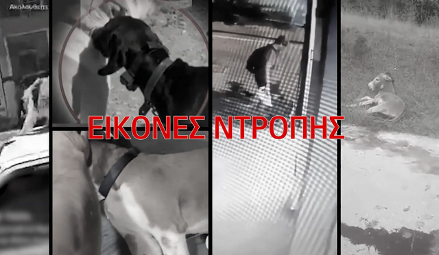 “Η ζωή τους κρέμεται από μία γραμμή” – Το βίντεο της ΕΛ.ΑΣ. για την προστασία των ζώων