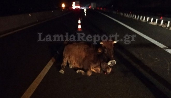 Σύγκρουση φορτηγού με αγελάδα στην Εθνική Οδό Λαμίας – Καρδίτσας