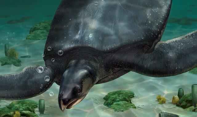 Ισπανία: Ανακαλύφθηκε η μεγαλύτερη θαλάσσια χελώνα – Το μήκος της αγγίζει τα 4 μέτρα