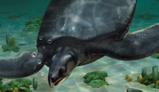 Ισπανία: Ανακαλύφθηκε η μεγαλύτερη θαλάσσια χελώνα – Το μήκος της αγγίζει τα 4 μέτρα