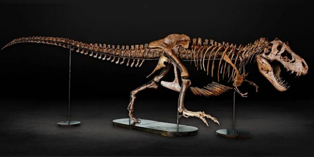 Ιδού η Μπάρμπαρα – Ο έγκυος T. Rex με “ποδοσφαιρικό” τραυματισμό