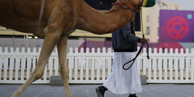 Ιός της Καμήλας: Μεταδίδεται δύσκολα, σκοτώνει έναν στους τρεις που θα κολλήσουν