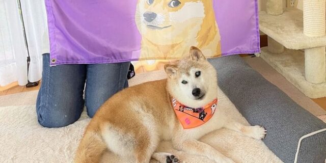 “Doge”: Βαριά άρρωστη η διάσημη σκυλίτσα που έγινε meme