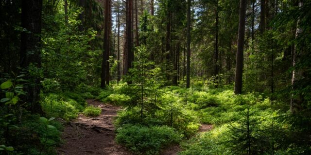Καβάλα: Γιαγιά κι εγγόνι βρέθηκαν νύχτα στο δάσος
