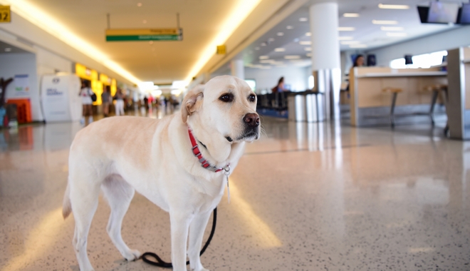ΗΠΑ: Πιλότος υιοθέτησε σκύλο που εγκατέλειψε ταξιδιώτης στο αεροδρόμιο