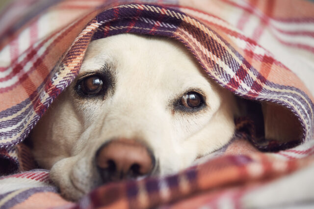 Καμπανάκι για επιδημία γρίπης στους σκύλους – Τι πρέπει να προσέξουν οι ιδιοκτήτες