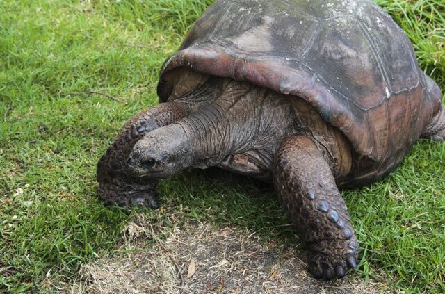 Τζόναθαν η χελώνα: Το γηραιότερο ζώο ξηράς του κόσμου γιορτάζει τα 190α γενέθλιά του
