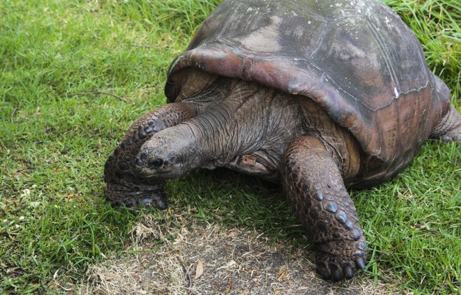 Τζόναθαν η χελώνα: Το γηραιότερο ζώο ξηράς του κόσμου γιορτάζει τα 190α γενέθλιά του