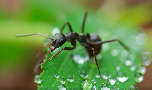 Τα μυρμήγκια, η πρόβλεψη και η αντιμετώπιση της βροχής