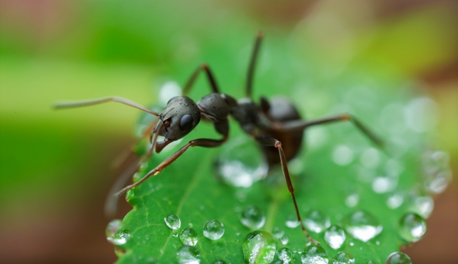 Τα μυρμήγκια, η πρόβλεψη και η αντιμετώπιση της βροχής