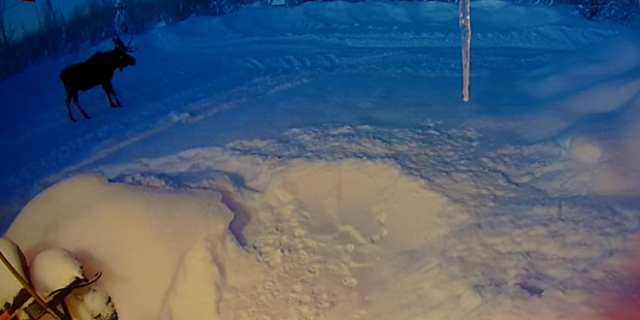 Τάρανδος ρίχνει τα κέρατά του έξω από σπίτι, τρομάζει και γίνεται viral